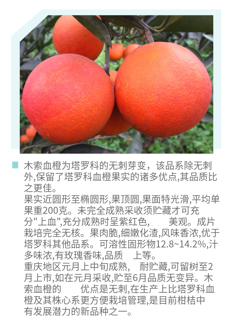木索血橙 - 果苗世界:果之王商城_成王果业果苗在线