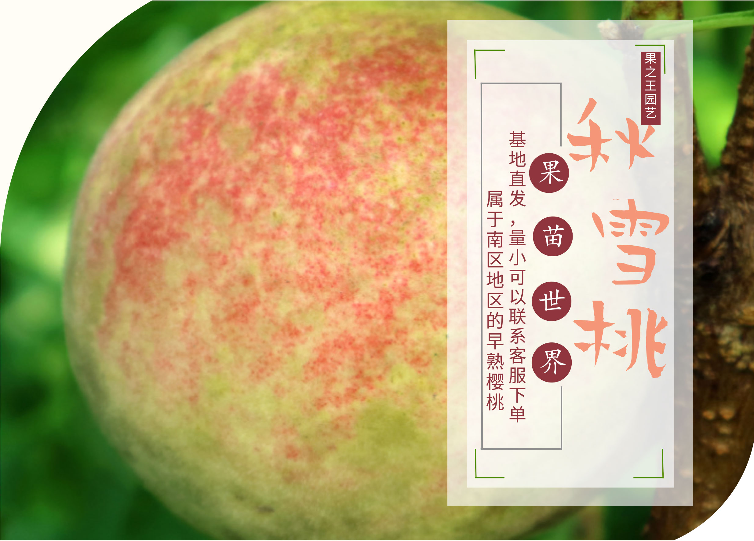 秋雪桃 - 果苗世界:果之王商城_成王果业果苗在线销售