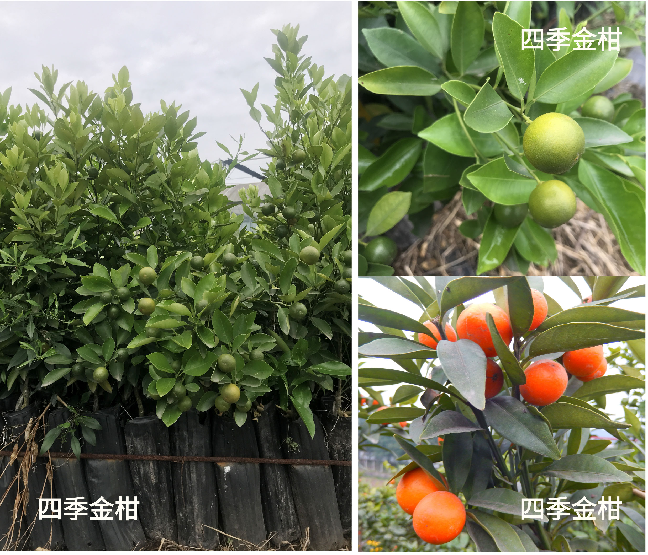 四季金桔&四季金柑 - 果苗世界:果之王商城_成王果业