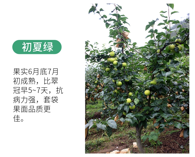 初夏绿 - 果苗世界:果之王商城_成王果业果苗在线销售