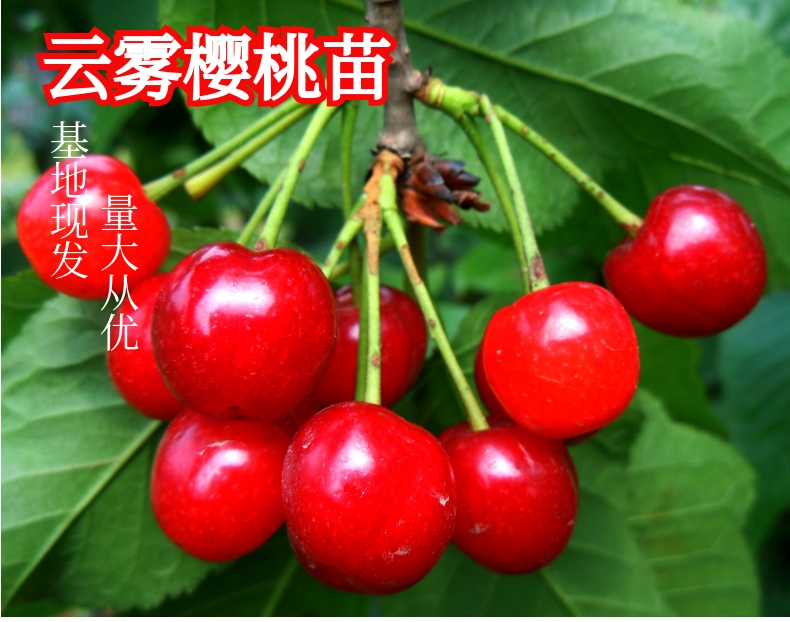 云雾红樱 - 果苗世界:果之王商城_成王果业果苗在线